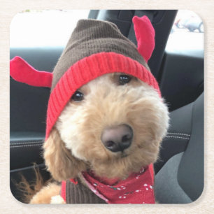 Dessous-de-verre Carré En Papier Le mignon Goldendoodle dans sa tenue de Noël
