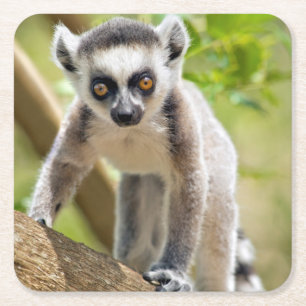Dessous-de-verre Carré En Papier Lemur de bébé