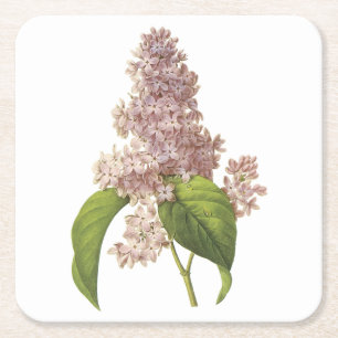 Dessous-de-verre Carré En Papier lilac (Syringa sp.) par Redouté