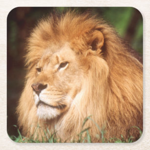 Dessous-de-verre Carré En Papier Lion adulte mâle