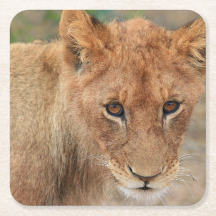 Dessous-de-verre Carré En Papier Lion CUB