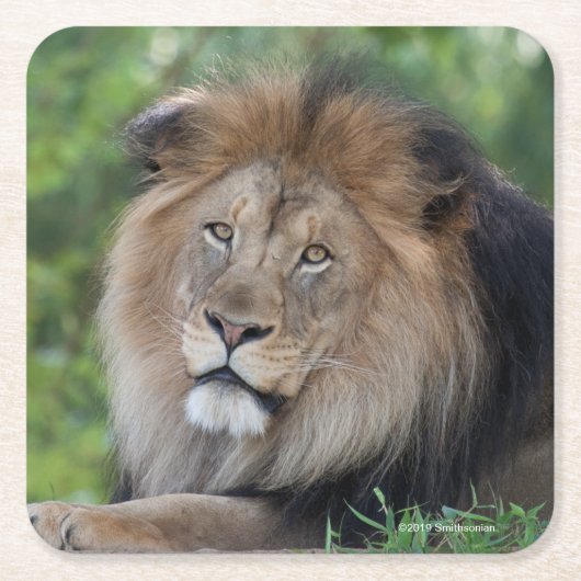 Dessous-de-verre Carré En Papier Lion Lounging dans une forêt (Devant)