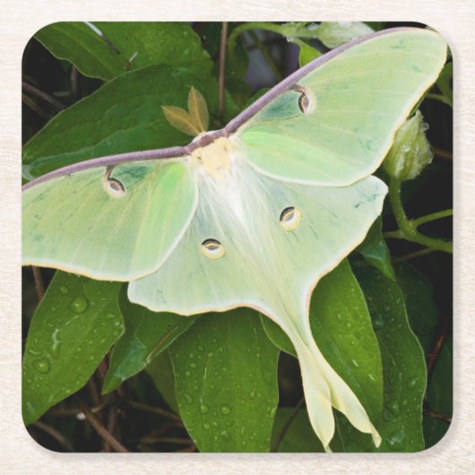 Dessous-de-verre Carré En Papier Luna Moth on Carnaby Clematis (Devant)