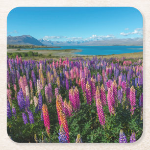 Dessous-de-verre Carré En Papier Lupines de Russle au lac Tekapo   Nouvelle Zéland