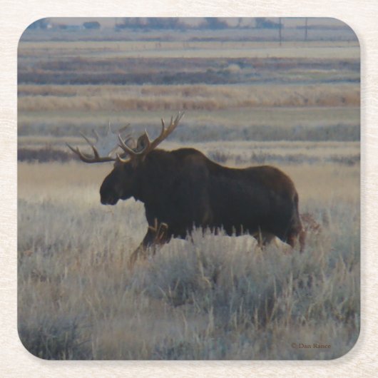 Dessous-de-verre Carré En Papier M2 Bull Moose (Devant)