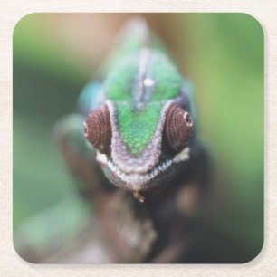 Dessous-de-verre Carré En Papier Madagascar, bar rouge Panther Chameleon