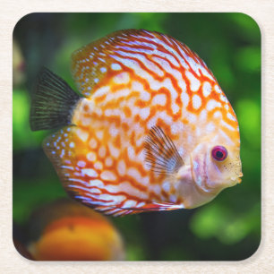 Dessous-de-verre Carré En Papier Magnifique gros plan d'un poisson de Discus
