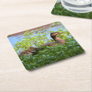 Dessous-de-verre Carré En Papier Mallard et canettes-Natation par Shirley Taylor