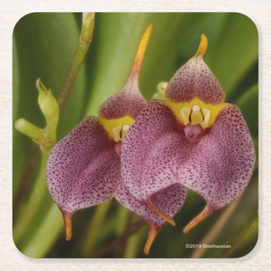 Dessous-de-verre Carré En Papier Masdevallia (Devant)