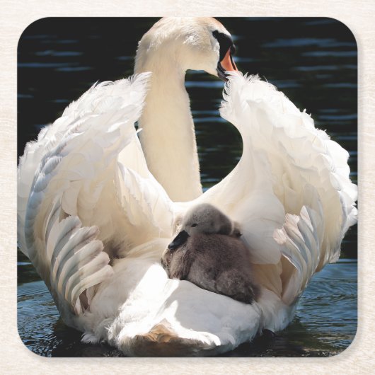 Dessous-de-verre Carré En Papier Mère cygne avec des cygnes (cygnes bébés) (Devant)