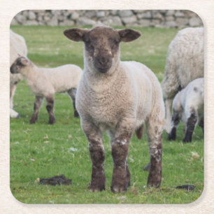 Dessous-de-verre Carré En Papier Mouton des Shetland