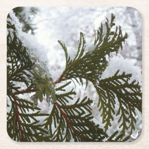 Dessous-de-verre Carré En Papier Neige sur les branches À feuillage persistant