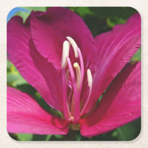 Dessous-de-verre Carré En Papier Orchidée Fleurie tropicale Florale