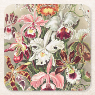 Dessous-de-verre Carré En Papier Orchidées, Orchideae Denusblumen par Ernst Haeckel