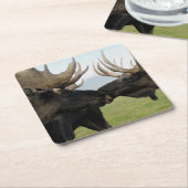 Dessous-de-verre Carré En Papier Orignaux (Incliné)