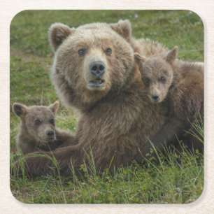 Dessous-de-verre Carré En Papier Ours bruns oursons câlinant leur mère
