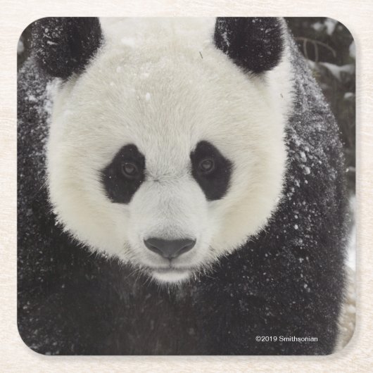 Dessous-de-verre Carré En Papier Panda géant dans la neige (Devant)