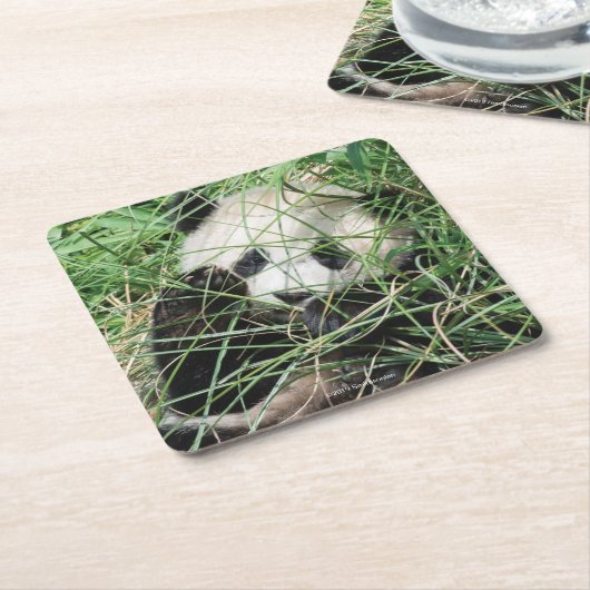 Dessous-de-verre Carré En Papier Panda géant se cachant dans l'herbe (Incliné)