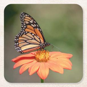 Dessous-de-verre Carré En Papier Papillon Monarque sur une fleur d'orange