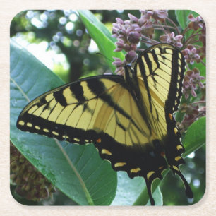 Dessous-de-verre Carré En Papier Papillon Swallowtail I sur Milkweed à Shenandoah