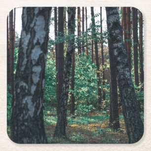 Dessous-de-verre Carré En Papier Paysage naturel Paysage Forêt Birch Trees