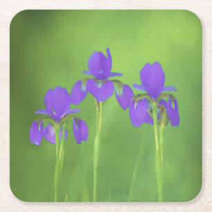 Dessous-de-verre Carré En Papier Peinture Iris Violet - Art Fleur Originale