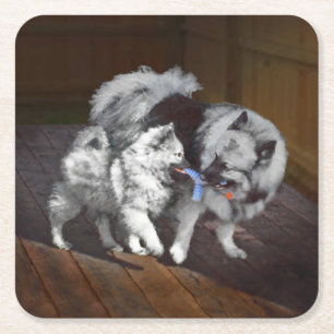 Dessous-de-verre Carré En Papier Peinture Keeshond Playtime - Jolie art original ch