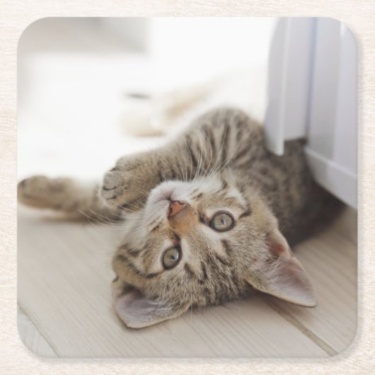 Dessous-de-verre Carré En Papier Petit chaton mignon (Devant)