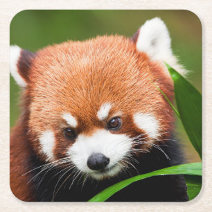 Dessous-de-verre Carré En Papier Petit Panda Rouge