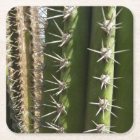 Photo de la nature du désert Cactus baril II