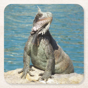 Dessous-de-verre Carré En Papier Photographie de la faune tropicale Iguana à St. Th