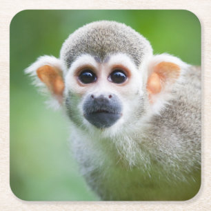 Dessous-de-verre Carré En Papier Plan rapproché d'un singe-écureuil commun