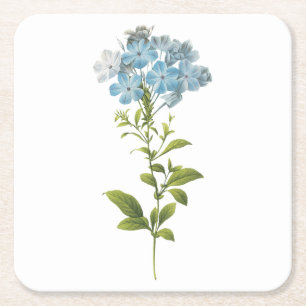 Dessous-de-verre Carré En Papier Plumbago caerulea par Redouté