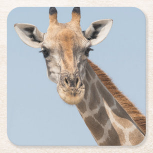 Dessous-de-verre Carré En Papier Portrait de girafe angolais