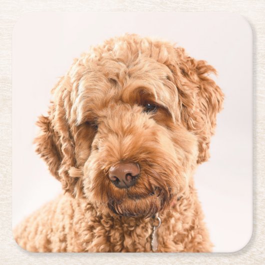 Dessous-de-verre Carré En Papier Portrait de Goldendoodle Studio (Devant)
