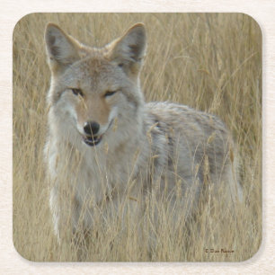 Dessous-de-verre Carré En Papier R2 Coyote dans les hautes herbes