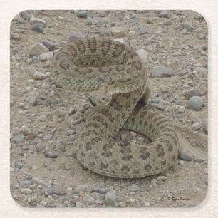 Dessous-de-verre Carré En Papier R9 Prairie Rattlesnake