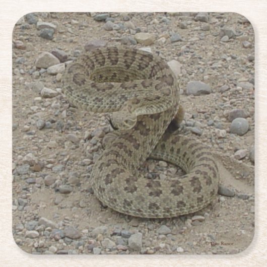 Dessous-de-verre Carré En Papier R9 Prairie Rattlesnake (Devant)
