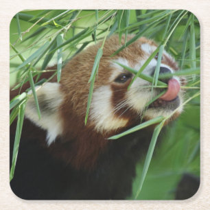 Dessous-de-verre Carré En Papier Red_Panda_2015_0707