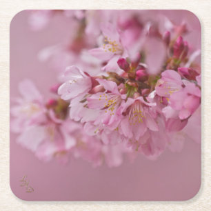 Dessous-de-verre Carré En Papier Reflets Rose Pâle des Fleurs de Cerisier Sakura