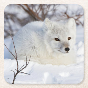 Dessous-de-verre Carré En Papier Renard arctique en hiver