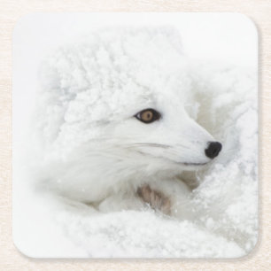 Dessous-de-verre Carré En Papier Renard arctique recroquevillé en hiver