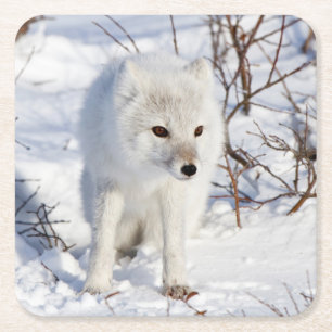 Dessous-de-verre Carré En Papier Renard Arctique, Zone de gestion de la faune de Ch