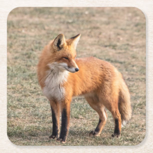 Dessous-de-verre Carré En Papier Renard rouge dans un champ