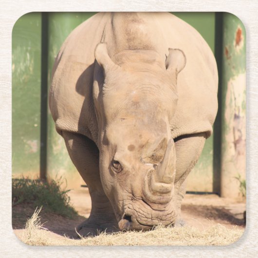 Dessous-de-verre Carré En Papier rhinocéros blanc (Devant)