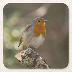 Dessous-de-verre Carré En Papier Robin