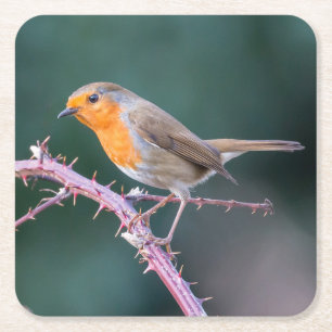 Dessous-de-verre Carré En Papier Robin Perché sur une branche de Blackberry