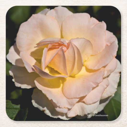 Dessous-de-verre Carré En Papier Rose de thé (Devant)