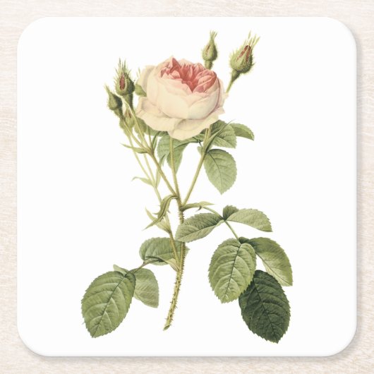 Dessous-de-verre Carré En Papier rose double mousse par Redouté (Devant)