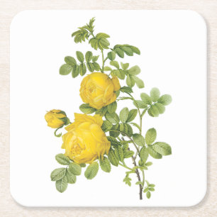 Dessous-de-verre Carré En Papier rose jaune (Rosa sulfurea) par Redouté